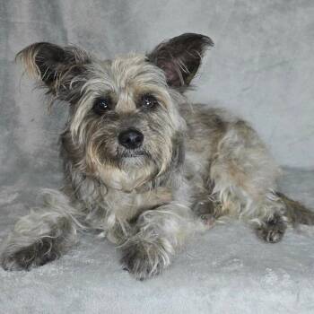 FOSTER NEEDED - Levi -  Terrier Dog for Adoption - FOSTER NEEDED - Levi | PetCurious