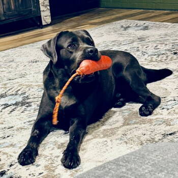 Rescue Labrador Retriever Dogs for Adoption in Denton, Texas - Ranger | PetCurious