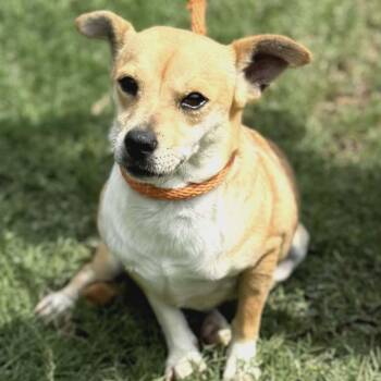 Corgi Dogs Available for Adoption in Williston, Vermont - Taylor | PetCurious