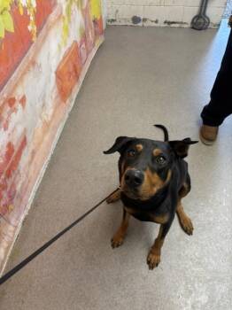 BENNY BOY -  Doberman Pinscher and Mixed Breed Dog for Adoption in San Bernardino, California - BENNY BOY | PetCurious