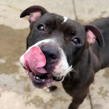 Spinderella -  Pit Bull Terrier Dog for Adoption in Naperville, Illinois - Spinderella | PetCurious