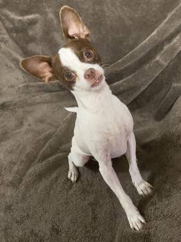 Carson -  Chihuahua Dog for Adoption in Oakland, California - Carson | PetCurious