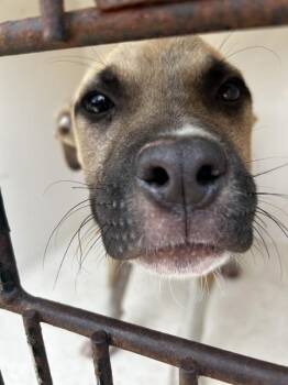 Duvie -  Pit Bull Terrier Dog for Adoption in Mobile, Alabama - Duvie | PetCurious
