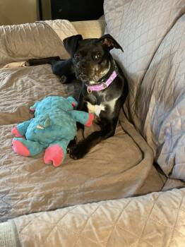 Allatoona -  Dalmatian and Mixed Breed Dog for Adoption in Evansville, Indiana - Allatoona | PetCurious