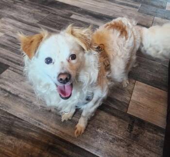 Australian Shepherd Dogs Available for Adoption - Nova | PetCurious