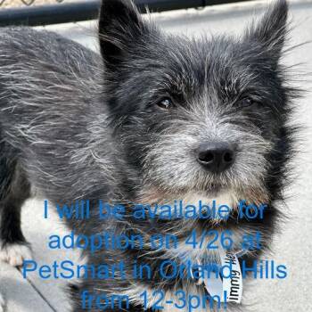 Terrier Dogs Available for Adoption in Matteson, Illinois - Jimmy Hendrix | PetCurious