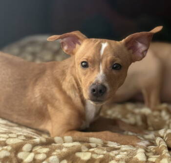 Rescue Chihuahua and Jack Russell Terrier Dogs for Adoption in Attalla, Alabama - Friday | PetCurious