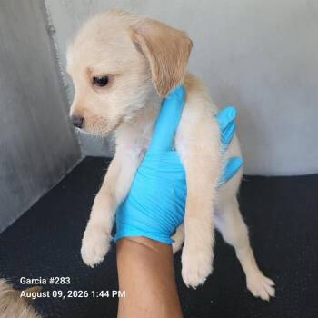 ANDIE -  Terrier Dog for Adoption in San Antonio, Texas - ANDIE | PetCurious