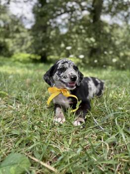 Charlie-Transport -  Australian Shepherd and Mixed Breed Dog for Adoption in Gradyville, Kentucky - Charlie-Transport | PetCurious