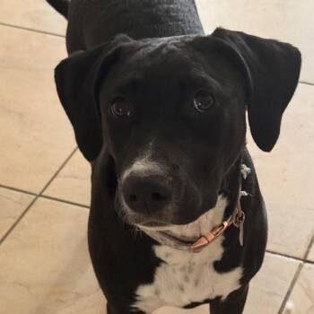Brinley -  Golden Retriever and Poodle Dog for Adoption in Midland, Texas - Brinley | PetCurious