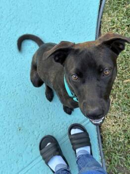 Rescue Black Labrador Retriever and Terrier Dogs for Adoption in Liverpool, Texas - Angie | PetCurious