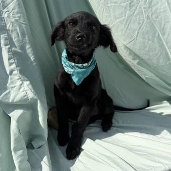 PawPaw -  Mixed Breed Dog for Adoption in Canal Winchester, Ohio - PawPaw | PetCurious