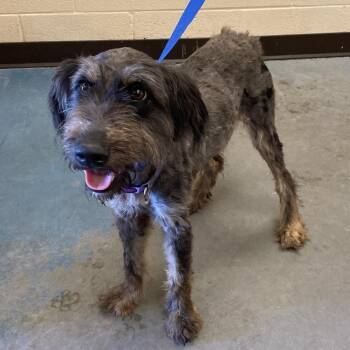Mixed Breed Dogs Available for Adoption in Memphis, Tennessee - TORLEY | PetCurious