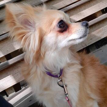 Chihuahua Dogs Available for Adoption in Olathe, Kansas - Precious | PetCurious