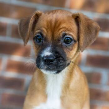 Boo -  Mixed Breed Dog for Adoption in Titusville, Florida - Boo | PetCurious