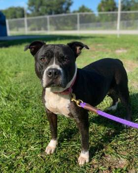 Judy -  Mixed Breed Dog for Adoption in Vero Beach, Florida - Judy | PetCurious