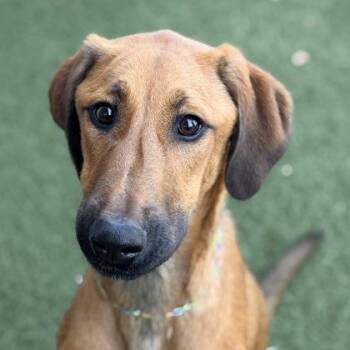 Piggly Wiggly -  Doberman Pinscher Dog for Adoption in Sacramento, California - Piggly Wiggly | PetCurious