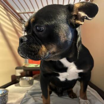 Truman -  French Bulldog and Mixed Breed Dog for Adoption in San Francisco, California - Truman | PetCurious