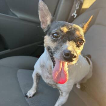 Flash -  Jack Russell Terrier and Chihuahua Dog for Adoption in Rockville, Maryland - Flash | PetCurious