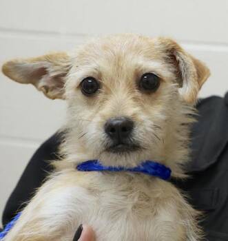 Loco -  Chihuahua and Mixed Breed Dog for Adoption in Westland, Michigan - Loco | PetCurious