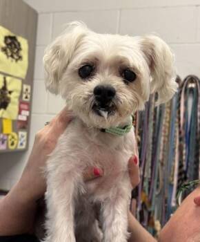 Chloe -  Maltese and Mixed Breed Dog for Adoption in Kansas City, Missouri - Chloe | PetCurious