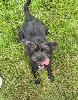 Kari -  Schnauzer and Terrier Dog for Adoption in Gainesville, Virginia - Kari | PetCurious