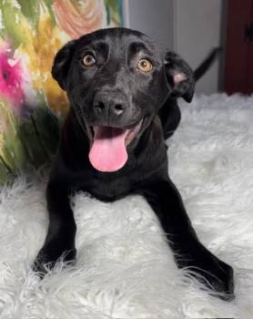 Labrador Retriever and German Shepherd Dog Dogs Available for Adoption - Lucky | PetCurious