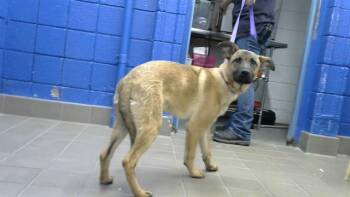 German Shepherd Dog and Mixed Breed Dogs Available for Adoption in Albuquerque, New Mexico - MAJOR | PetCurious