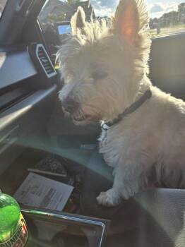 West Highland White Terrier Westie Dogs Available for Adoption in Princeton, Indiana - Casper | PetCurious