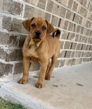 Ethan -  Puggle and Mixed Breed Dog for Adoption in Coppell, Texas - Ethan | PetCurious