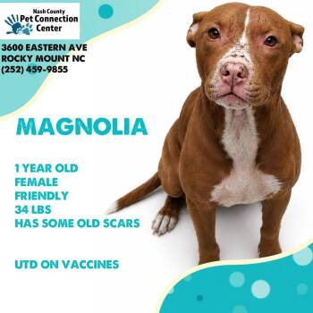 MAGNOLIA  Available NOW - ADOPTION or RESCUE! -  Mixed Breed Dog for Adoption in Nashville, North Carolina - MAGNOLIA  Available NOW - ADOPTION Or RESCUE! | PetCurious