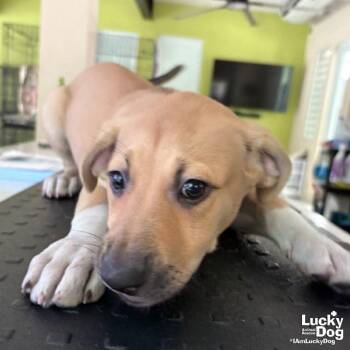 Anake -  Australian Cattle Dog Blue Heeler Dog for Adoption in Washington, District Of Columbia - Anake | PetCurious