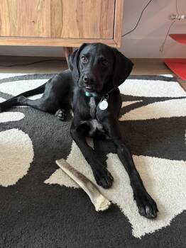 Mopie -  Labrador Retriever and Hound Dog for Adoption in Denver, Colorado - Mopie | PetCurious