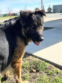 German Shepherd Dog Dogs Available for Adoption - *SPARROW | PetCurious