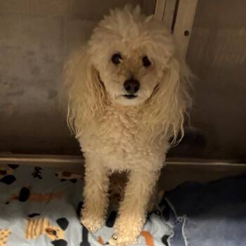 Gypsey -  Poodle Dog for Adoption in Yuma, Arizona - Gypsey | PetCurious