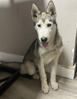 COLUMBIA -  Husky Dog for Adoption in Redlands, California - COLUMBIA | PetCurious