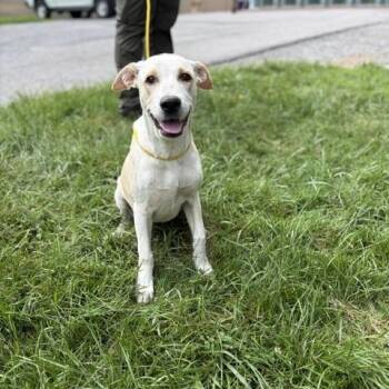 Tyra -  Labrador Retriever and Hound Dog for Adoption in Manhasset, New York - Tyra | PetCurious