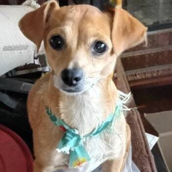 LOLA -  Chihuahua Dog for Adoption in Stuart, Virginia - LOLA | PetCurious