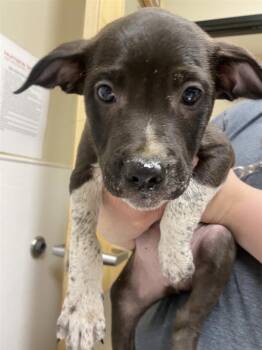 Laird -  Pit Bull Terrier Dog for Adoption in Vancouver, Washington - Laird | PetCurious