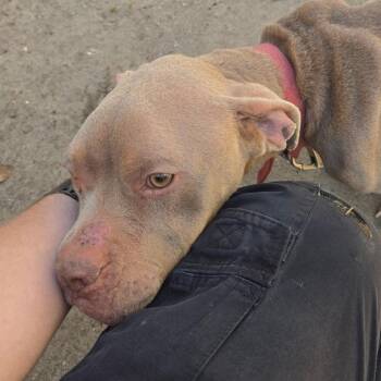 Mixed Breed Dogs Available for Adoption - 02/14/2026-Stray-10thStreet-1 | PetCurious