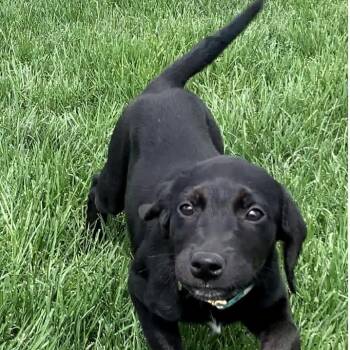 Labrador Retriever Dogs Available for Adoption in Evansville, Wisconsin - PIPER | PetCurious