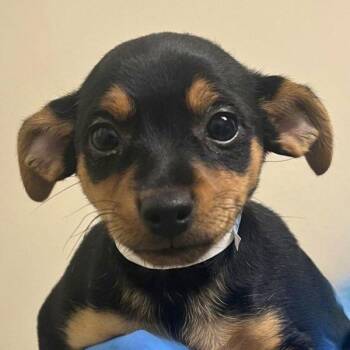 Sprinkler -  Chihuahua Dog for Adoption in Walnut Creek, California - Sprinkler | PetCurious