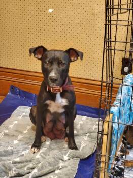 Terrier Dogs Available for Adoption in Waterloo, Iowa - Iris | PetCurious