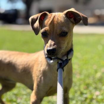Mousie -  Rat Terrier Dog for Adoption in St. Augustine, Florida - Mousie | PetCurious