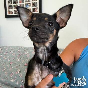 Maryanne -  Chihuahua Dog for Adoption in Washington, District Of Columbia - Maryanne | PetCurious