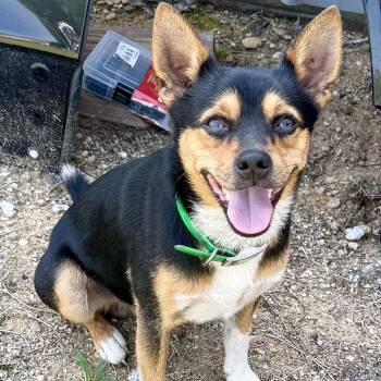 Jabarkis -  Mixed Breed Dog for Adoption in Bennettsville, South Carolina - Jabarkis | PetCurious