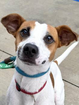 Boris - AVAILABLE TO FOSTER OR ADOPT -  Fox Terrier Dog for Adoption in Clayton, North Carolina - Boris - AVAILABLE TO FOSTER OR ADOPT | PetCurious