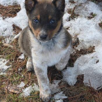 Australian Cattle Dog Blue Heeler Dogs Available for Adoption - Foxy | PetCurious