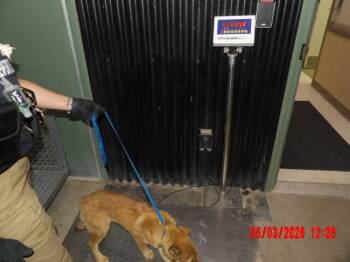 Mixed Breed Dogs Available for Adoption in Hobbs, New Mexico - Misy | PetCurious