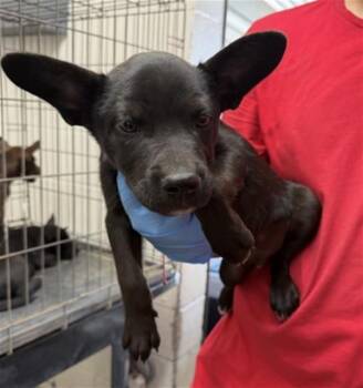 JC -  Cardigan Welsh Corgi and Mixed Breed Dog for Adoption in San Bernardino, California - JC | PetCurious